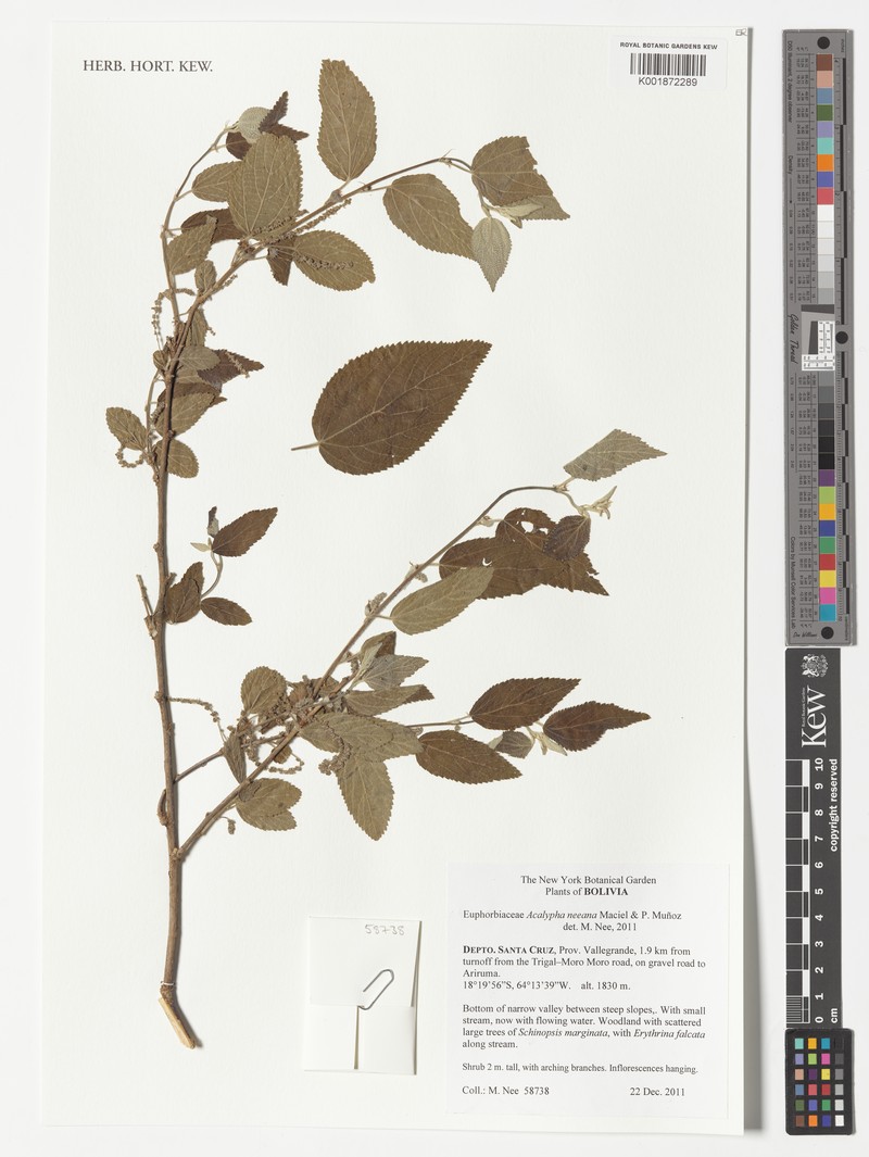 Acalypha neeana photo 4