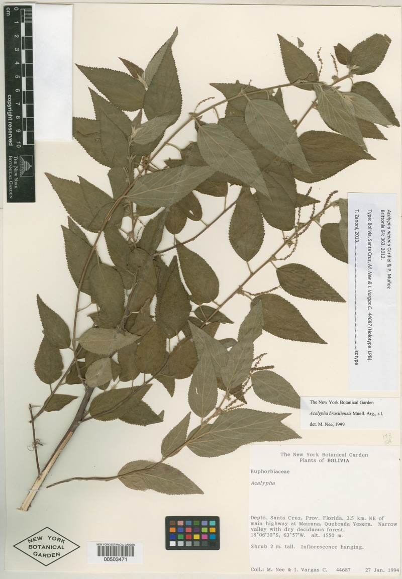 Acalypha neeana photo 5