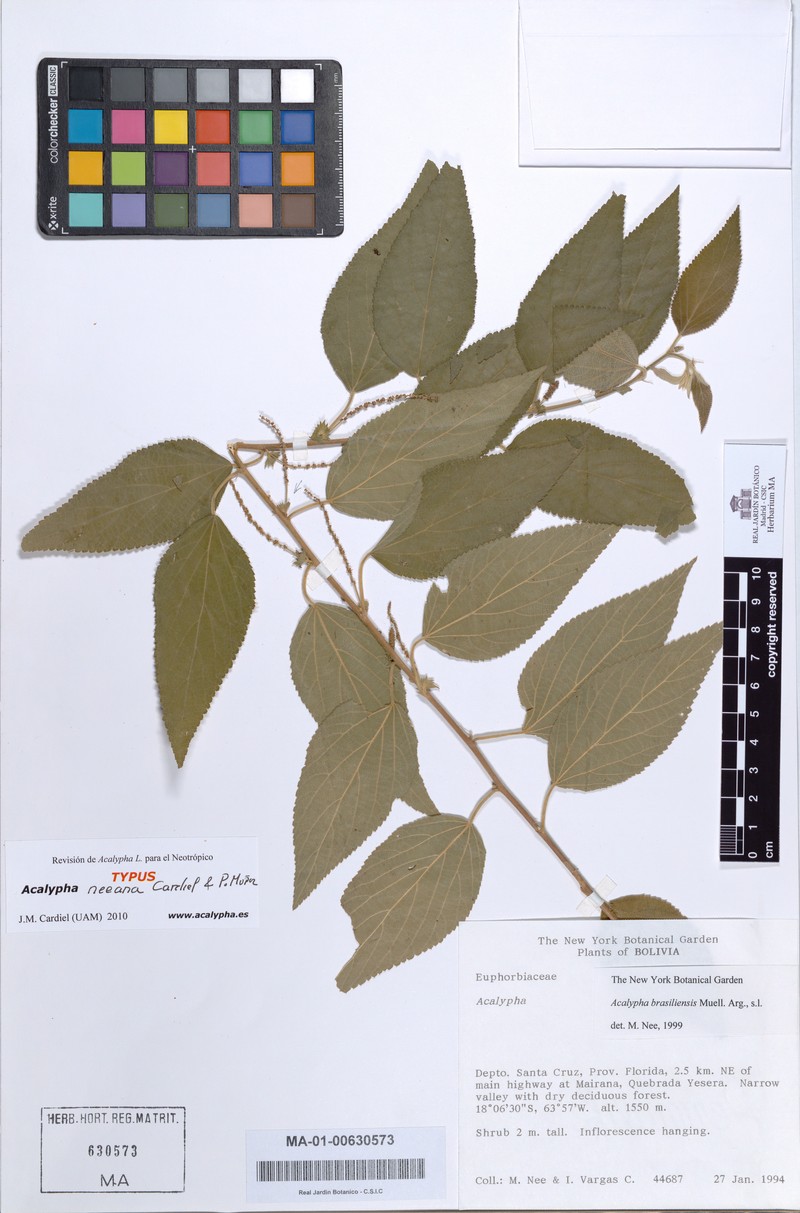Acalypha neeana photo 6