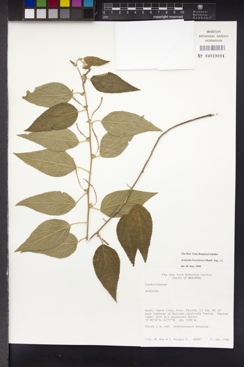 Acalypha neeana photo 7