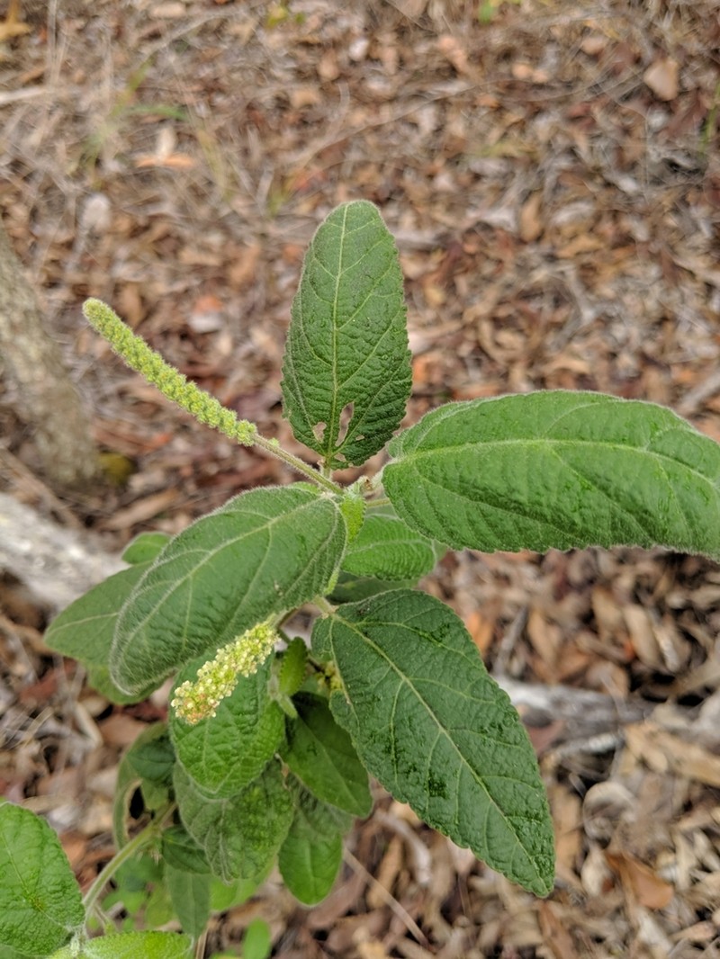 Acalypha nemorum photo 2