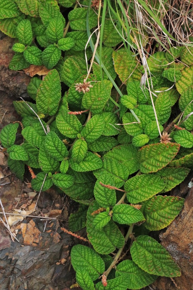 Acalypha nemorum photo 3