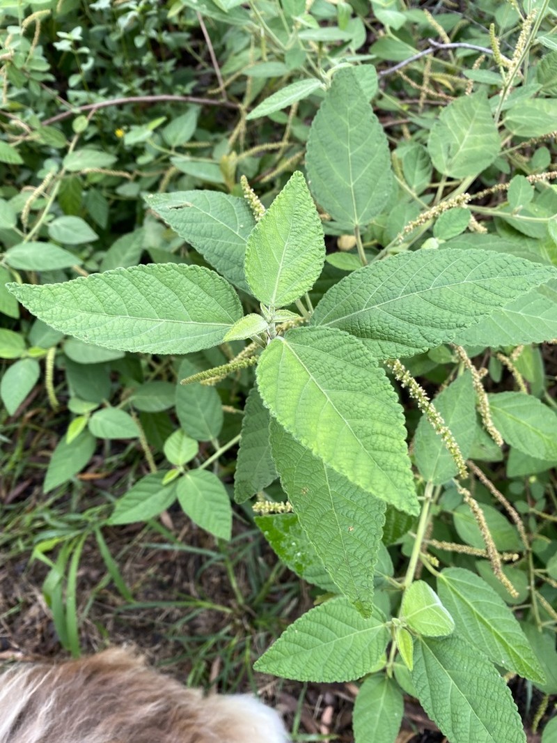 Acalypha nemorum photo 4