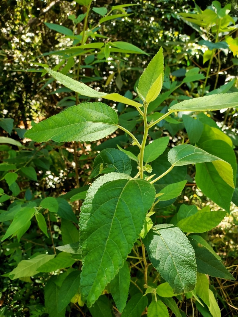 Acalypha nemorum photo 5