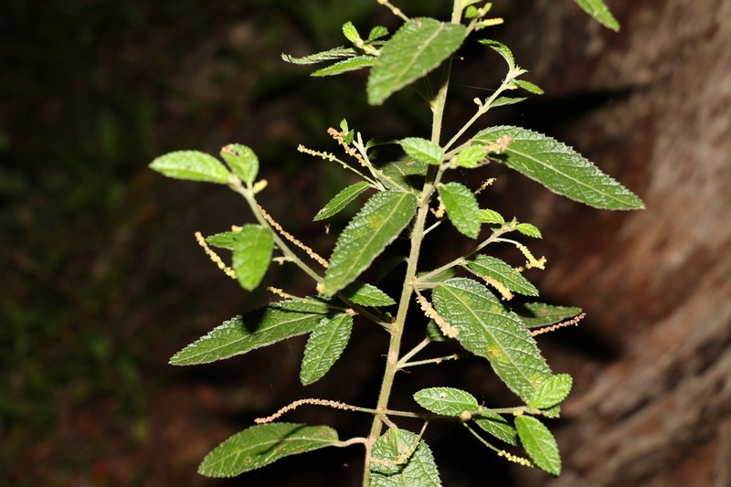 Acalypha nemorum photo 6