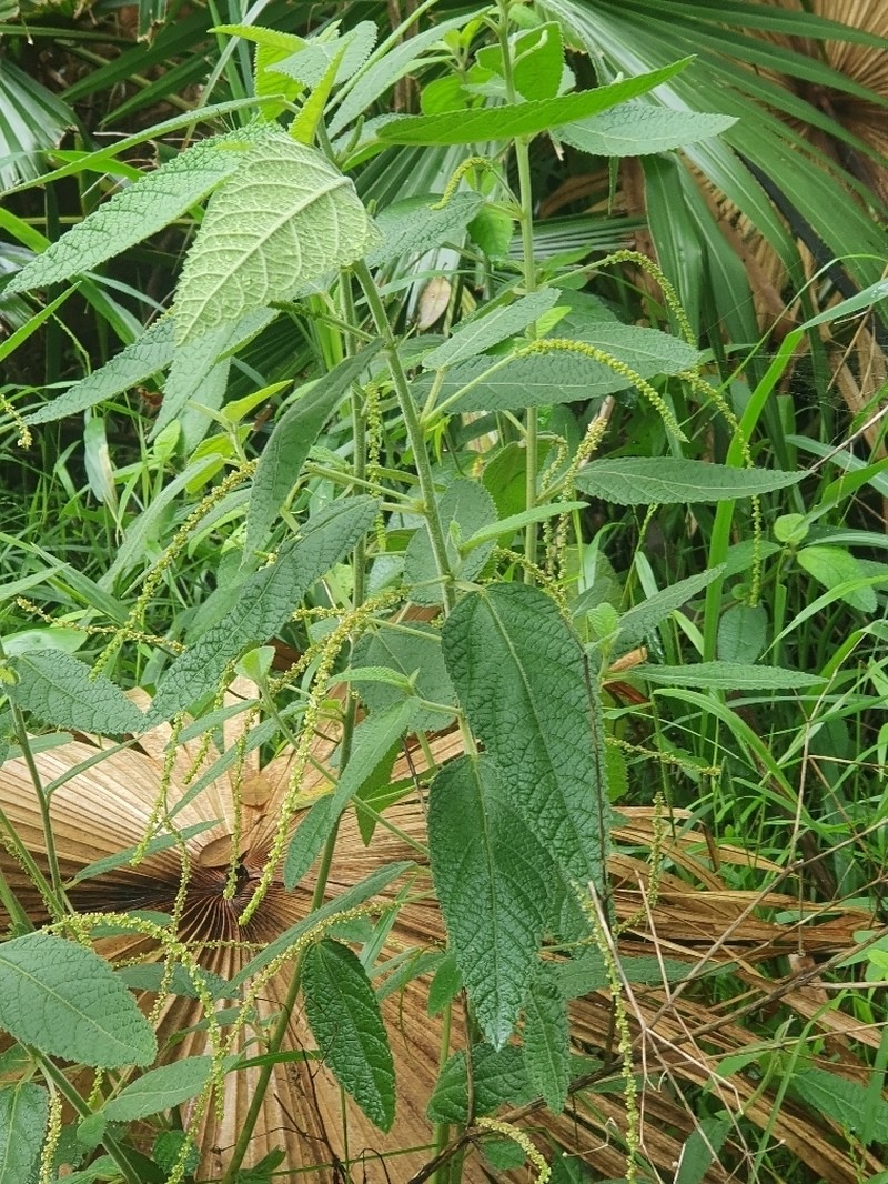 Acalypha nemorum photo 7