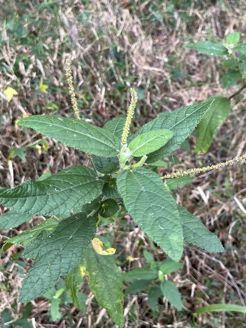 Acalypha nemorum photo 8