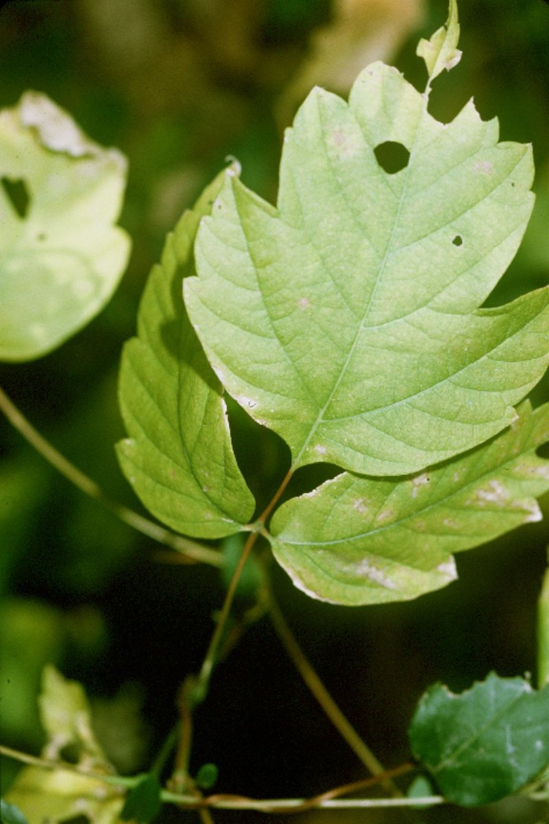 New Mexico Copperleaf