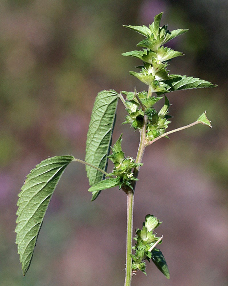 New Mexico Copperleaf