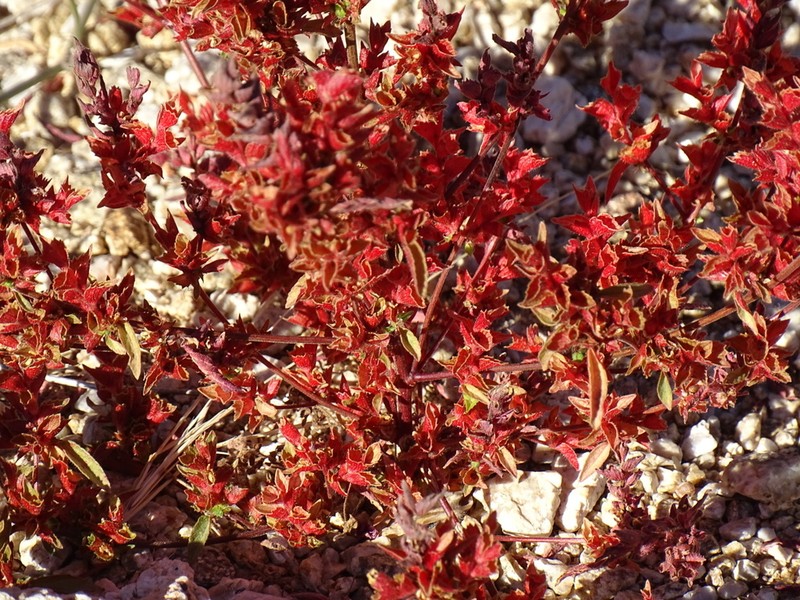 New Mexico Copperleaf photo 2