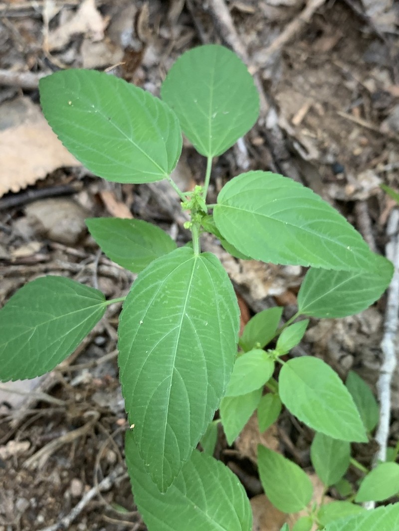 New Mexico Copperleaf photo 4