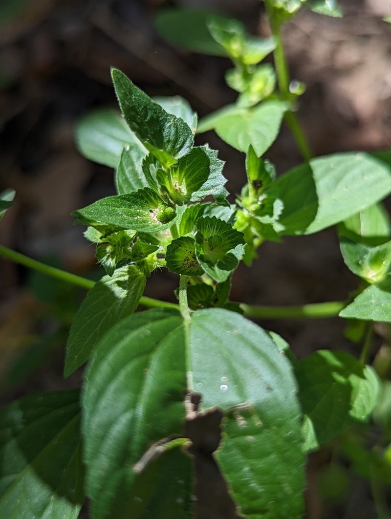 New Mexico Copperleaf photo 5