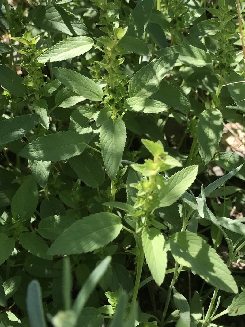 New Mexico Copperleaf photo 6