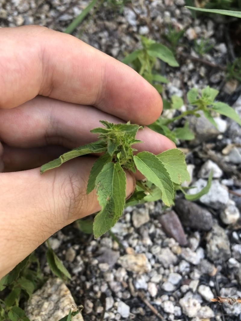 New Mexico Copperleaf photo 7