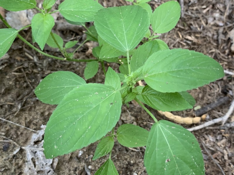 New Mexico Copperleaf photo 8