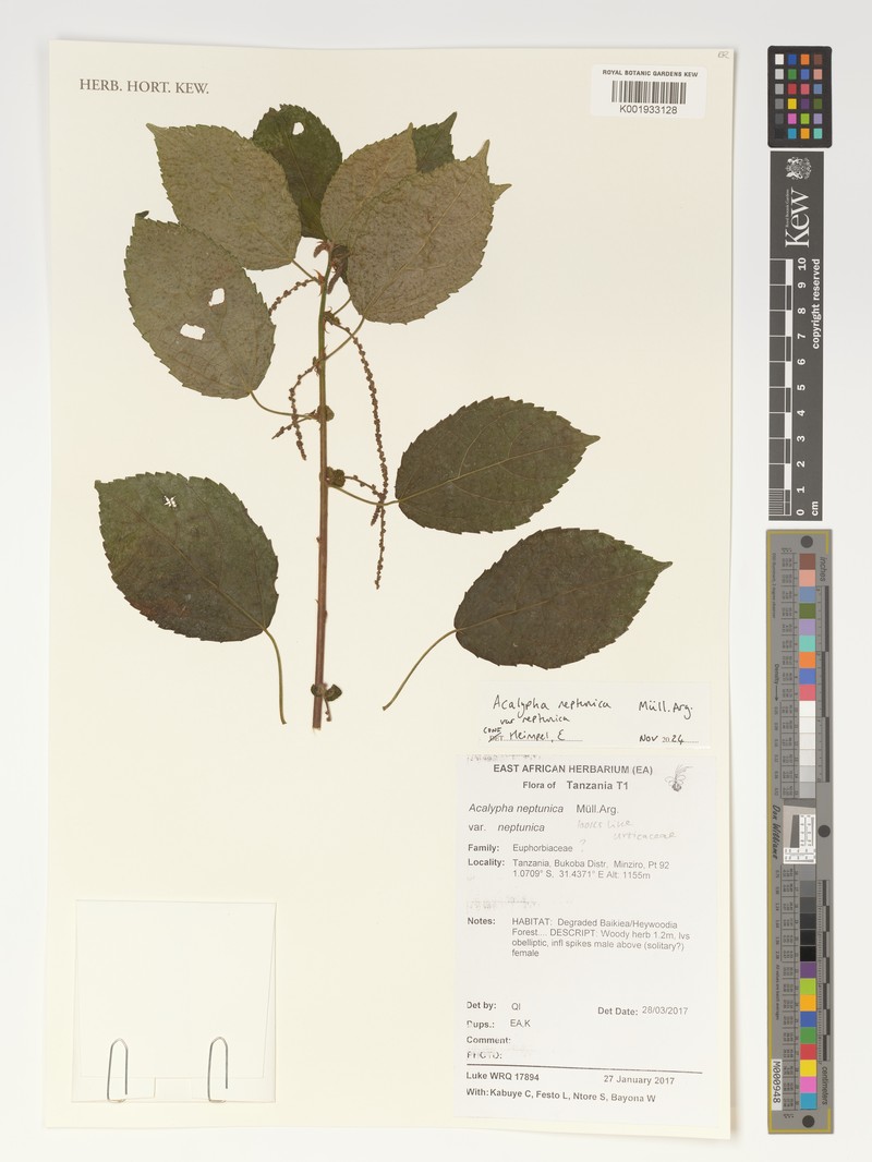 Acalypha neptunica