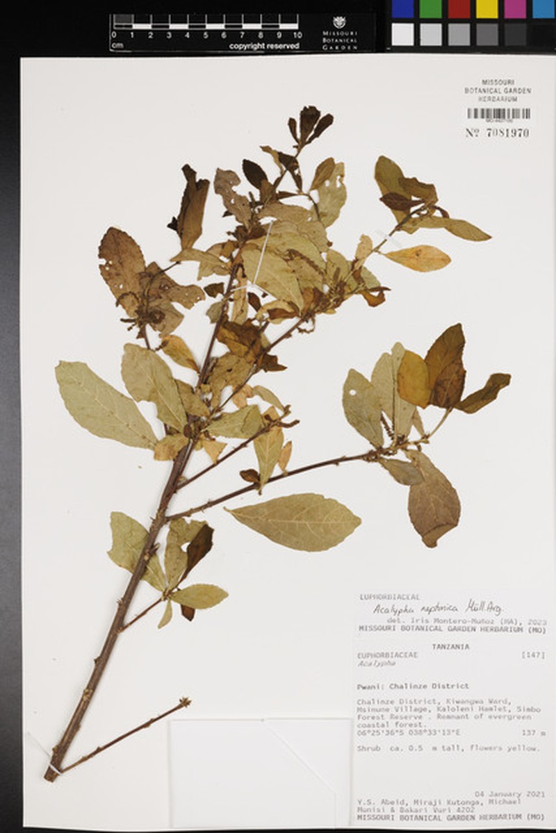 Acalypha neptunica photo 2