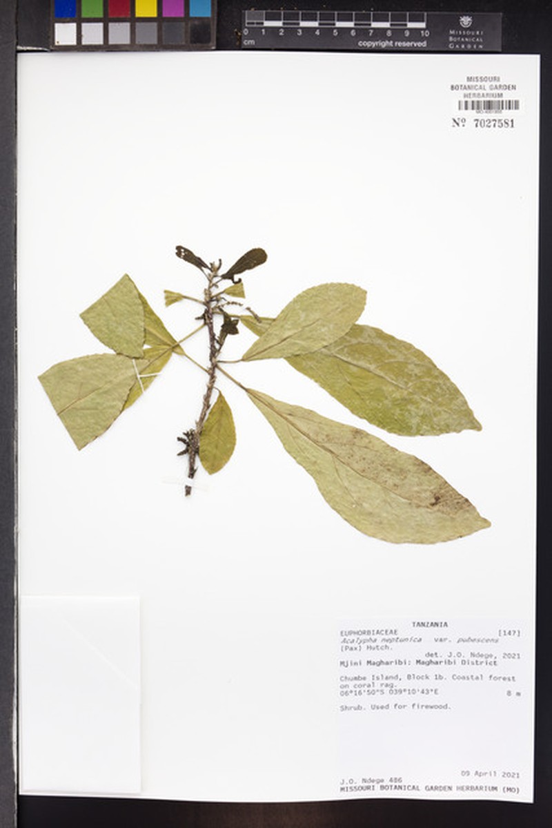 Acalypha neptunica photo 3