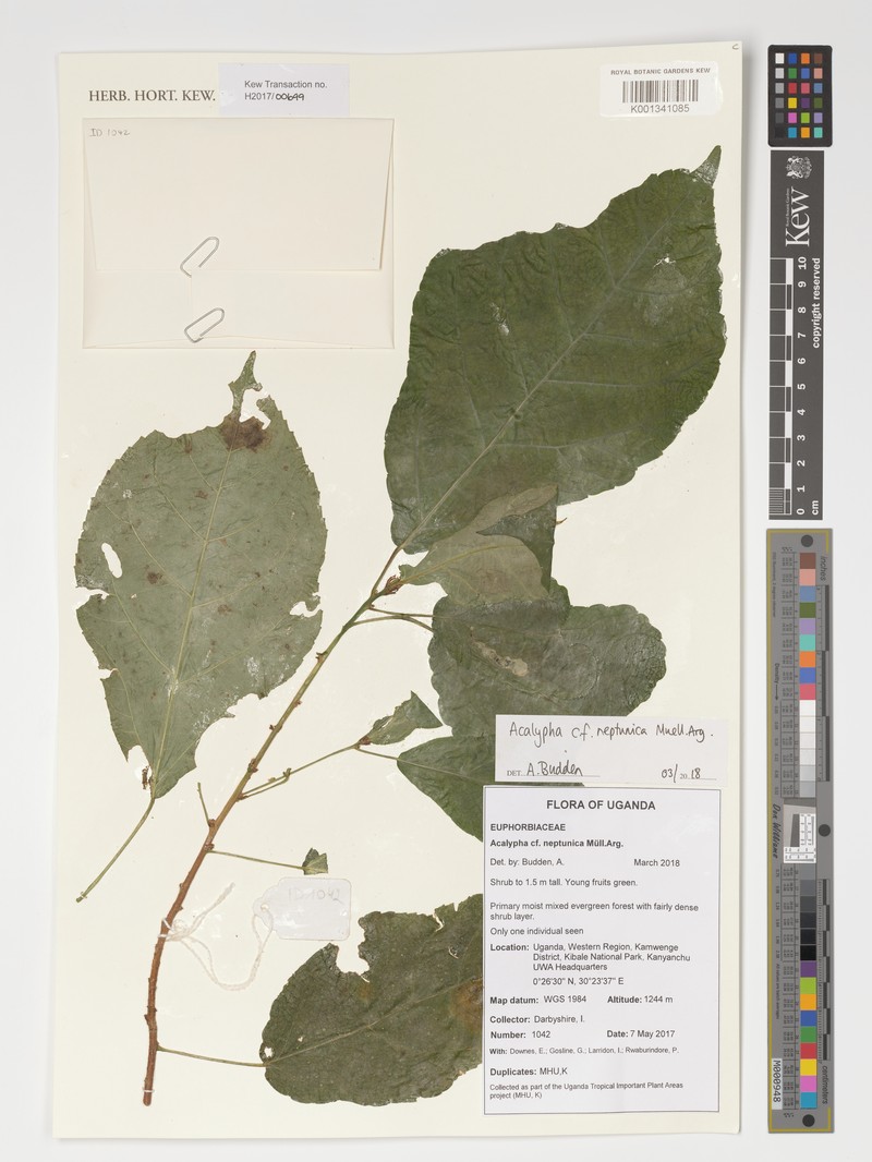 Acalypha neptunica photo 4