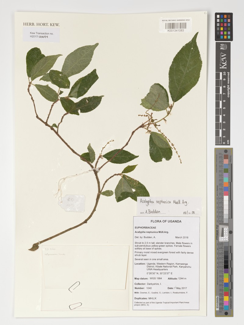 Acalypha neptunica photo 5