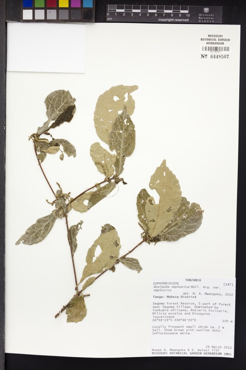 Acalypha neptunica photo 6