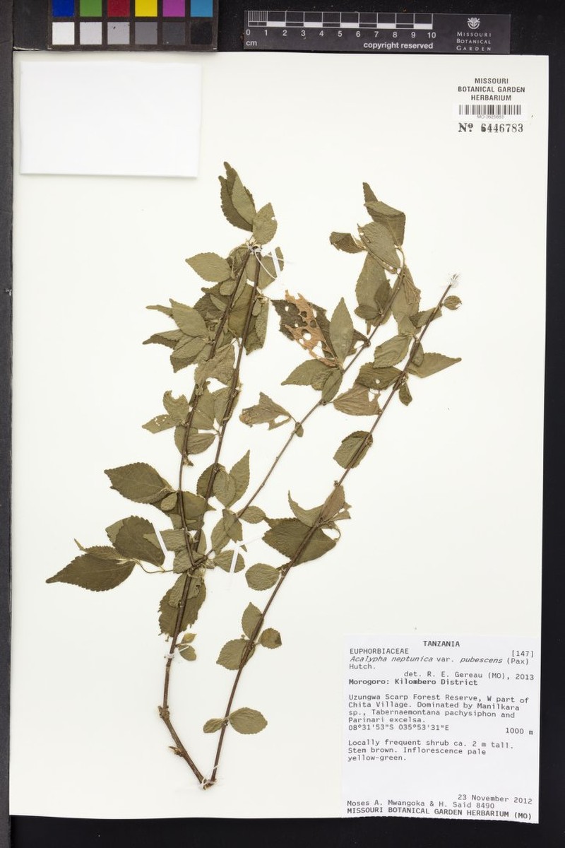 Acalypha neptunica photo 7
