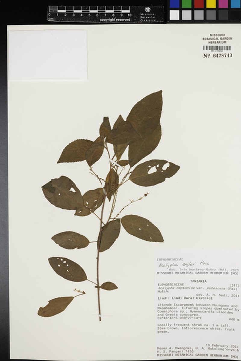Acalypha neptunica photo 8