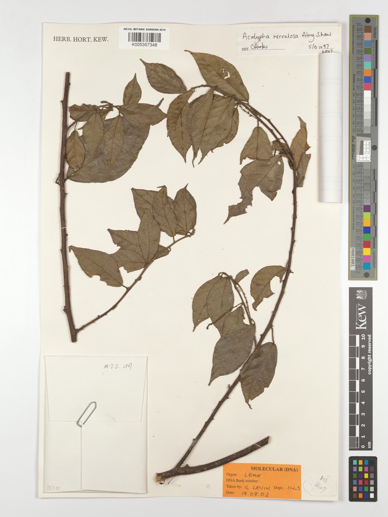 Acalypha nervulosa