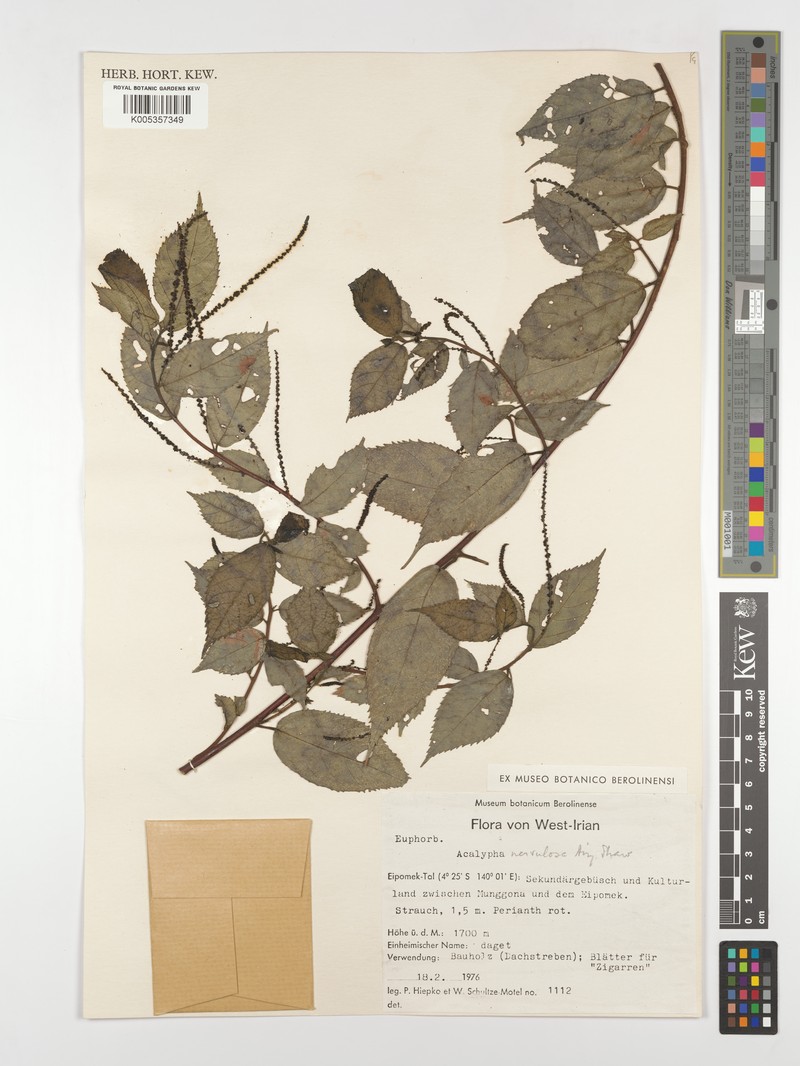 Acalypha nervulosa photo 2