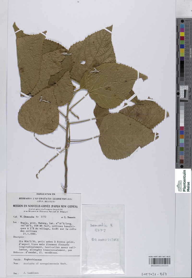 Acalypha novoguineensis