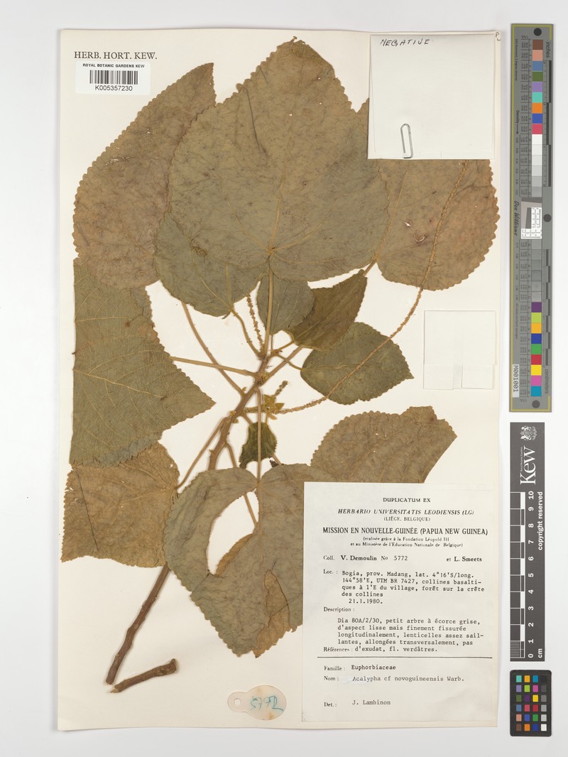 Acalypha novoguineensis photo 2