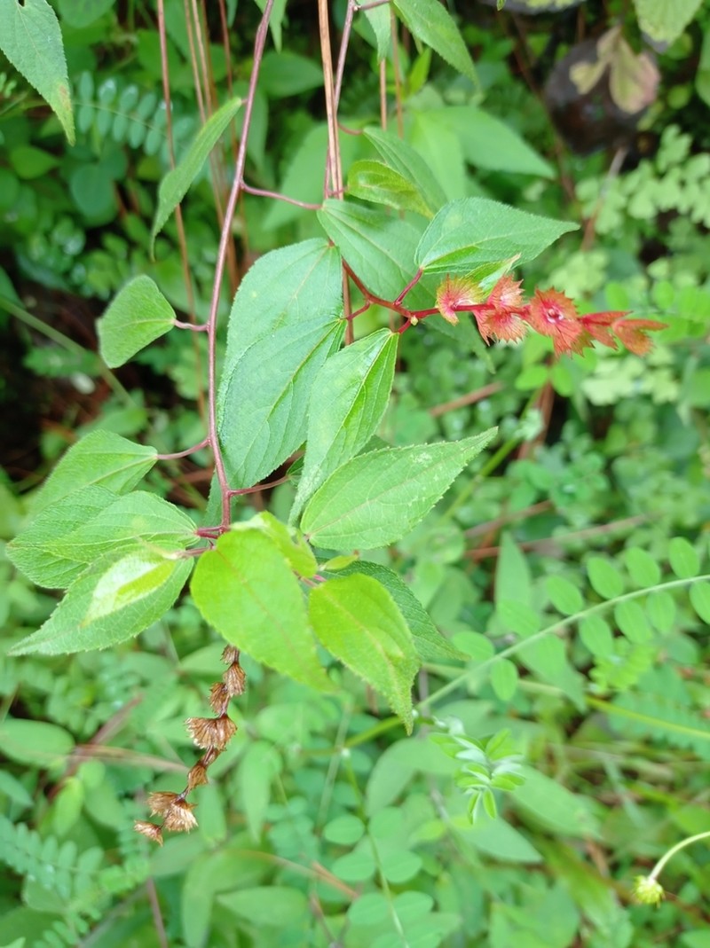 Acalypha nubicola