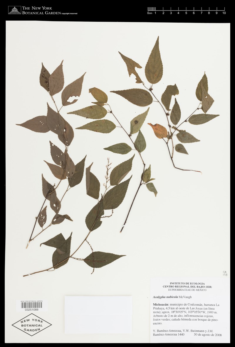 Acalypha nubicola photo 2