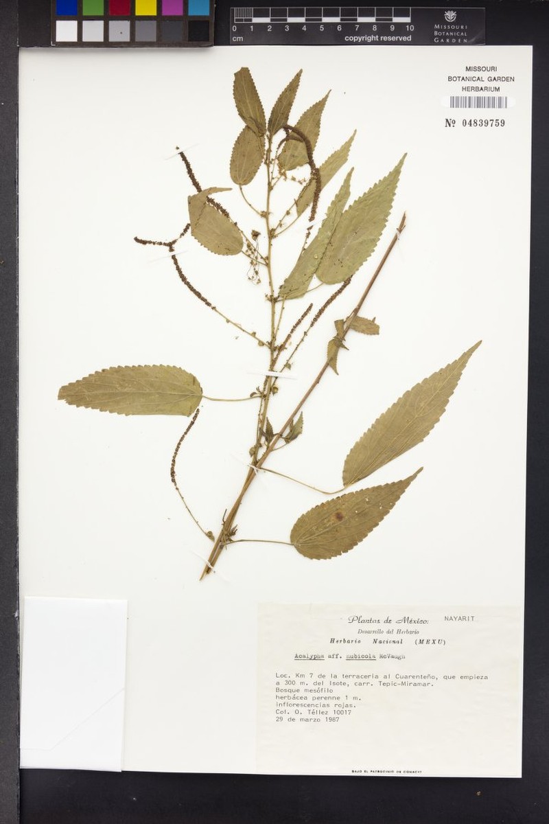 Acalypha nubicola photo 3