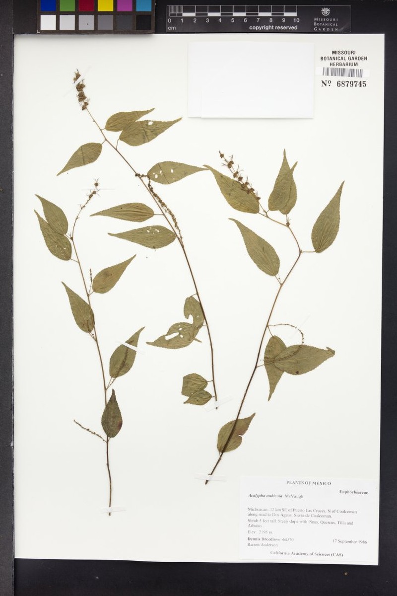 Acalypha nubicola photo 4