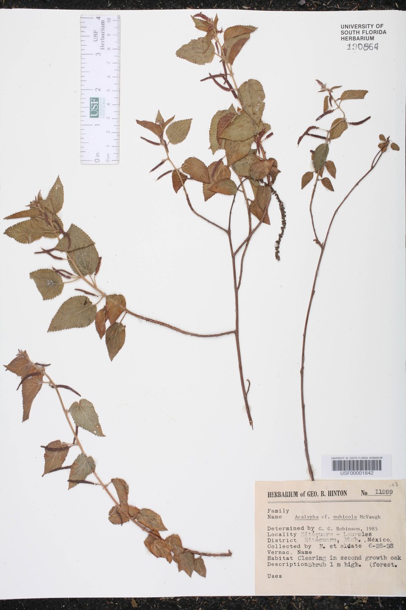 Acalypha nubicola photo 5