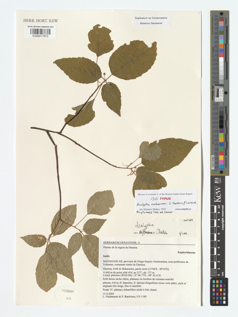 Acalypha nusbaumeri