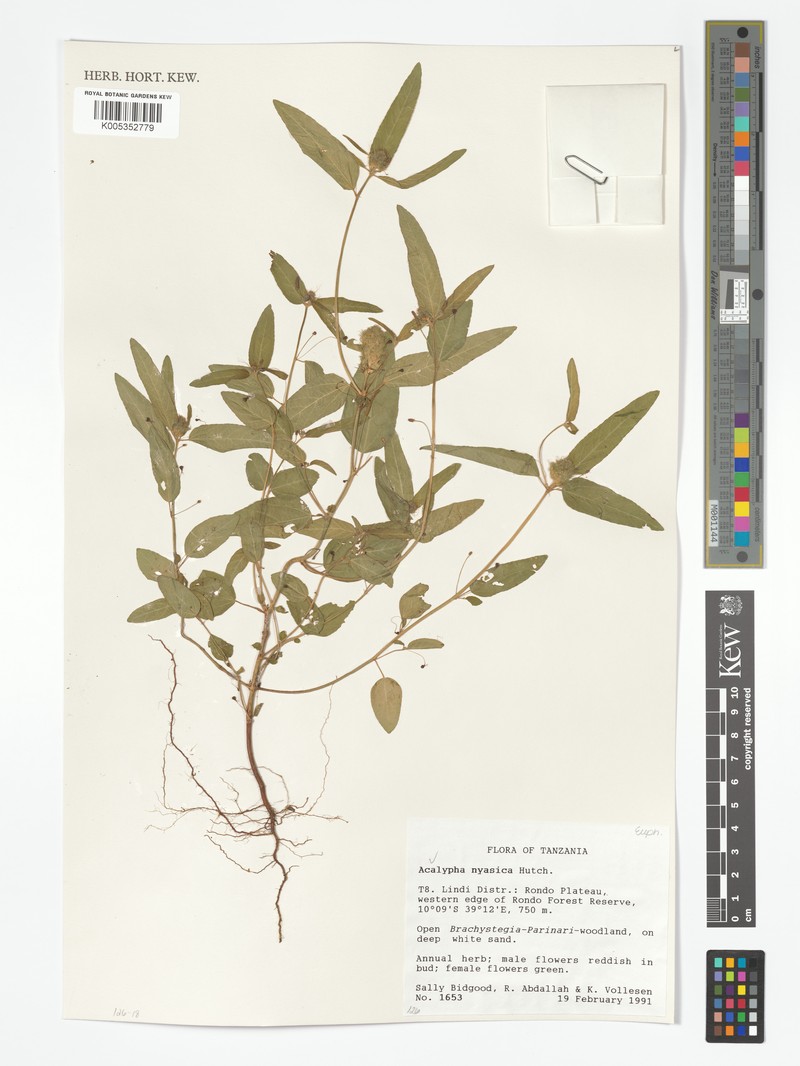 Acalypha nyasica