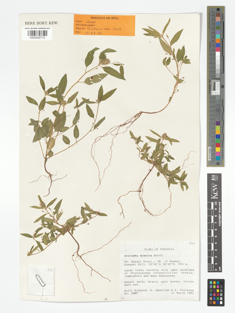 Acalypha nyasica photo 3