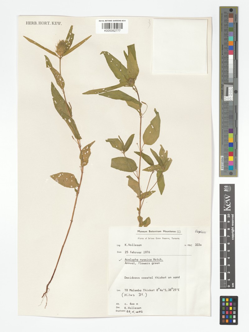 Acalypha nyasica photo 4