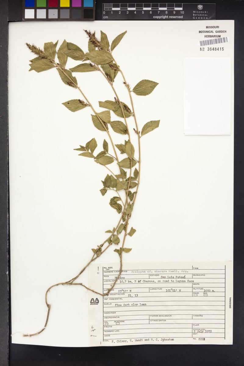 Acalypha obscura