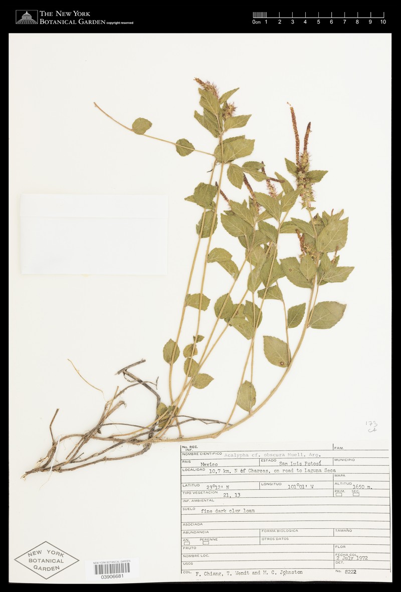 Acalypha obscura photo 2