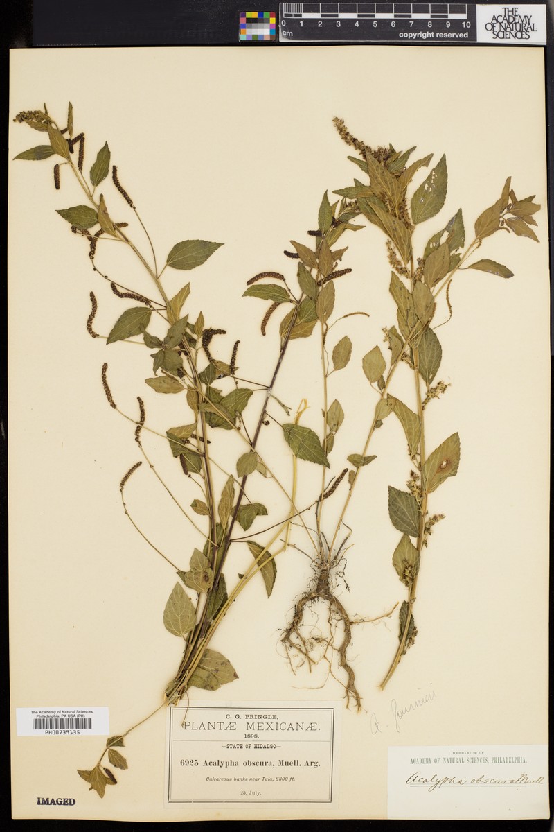 Acalypha obscura photo 3