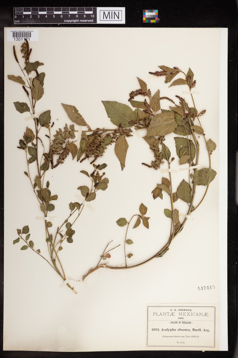 Acalypha obscura photo 5