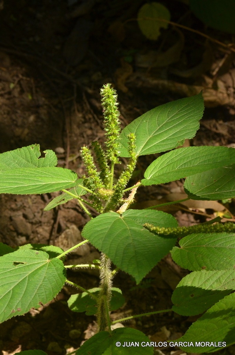 Acalypha ocymoides