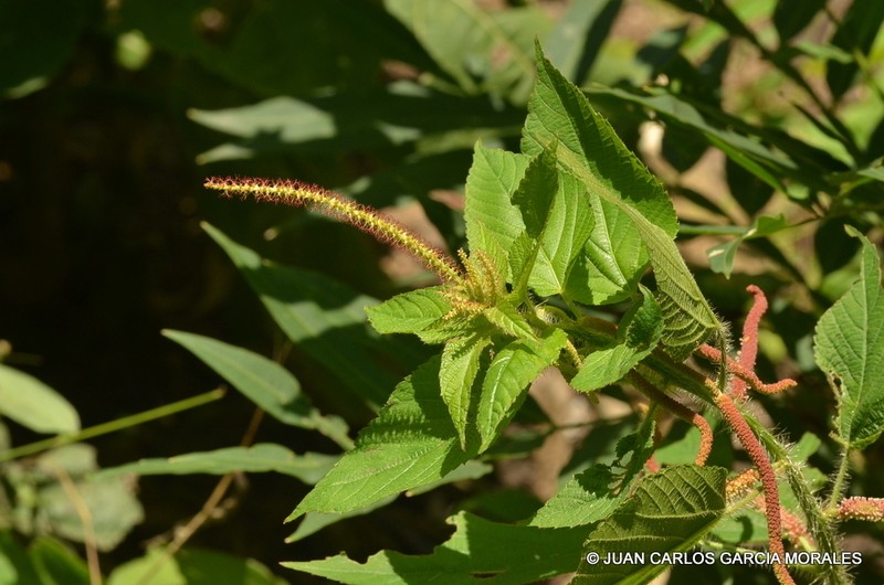 Acalypha ocymoides photo 2