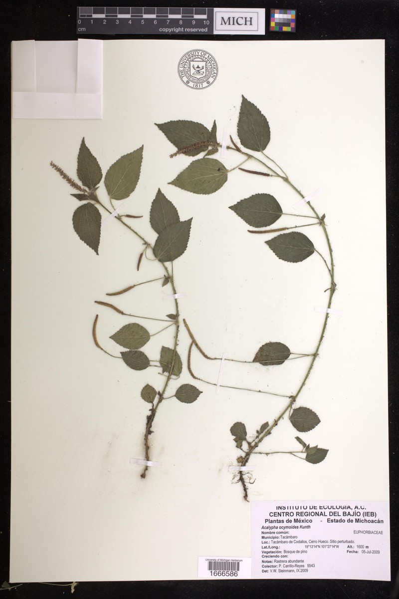 Acalypha ocymoides photo 3