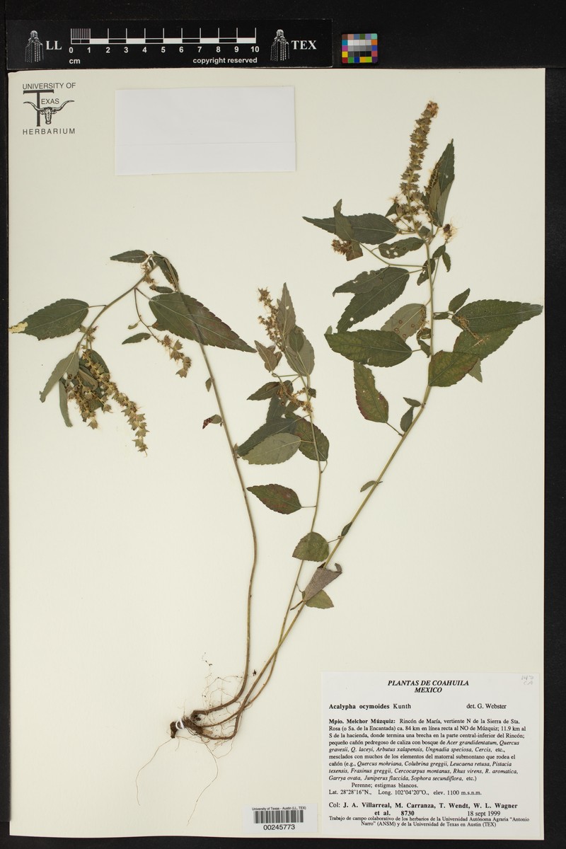 Acalypha ocymoides photo 4