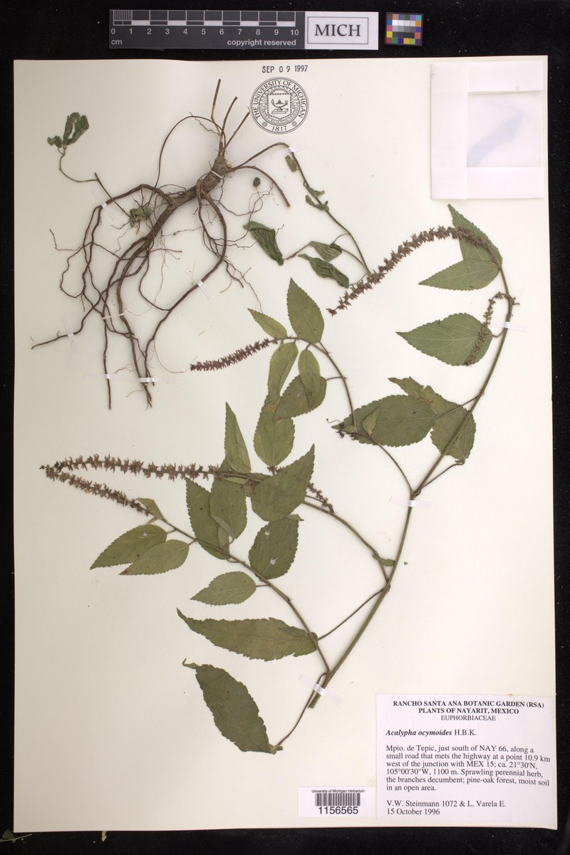 Acalypha ocymoides photo 5