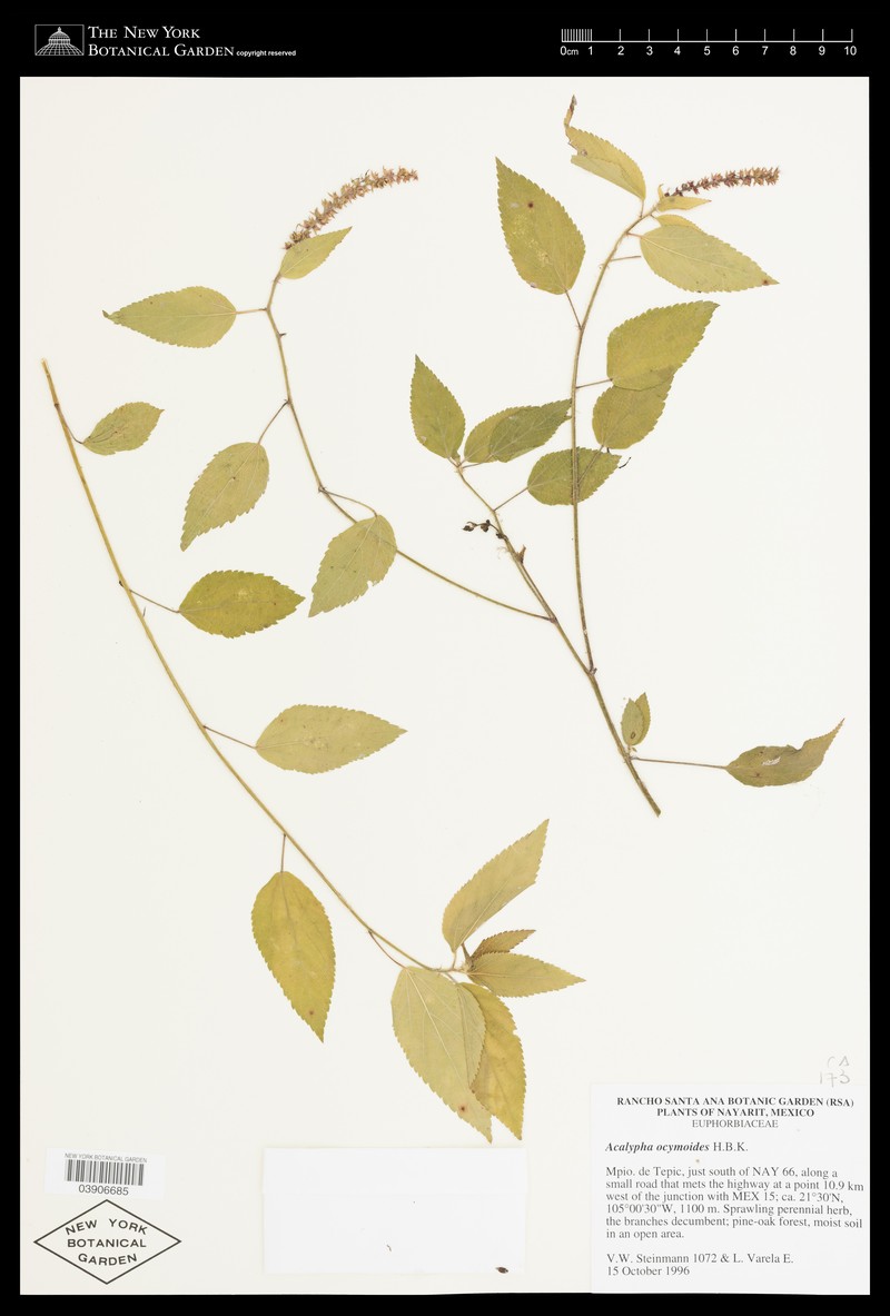 Acalypha ocymoides photo 6